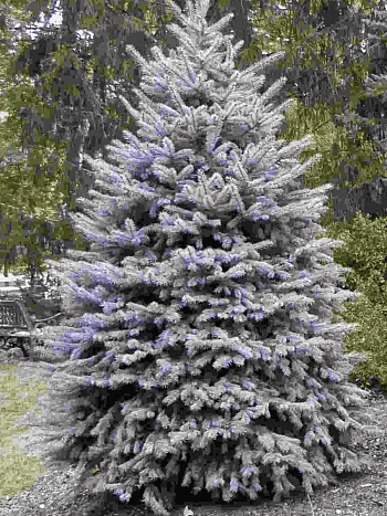 Ель колючая Blue Diamond