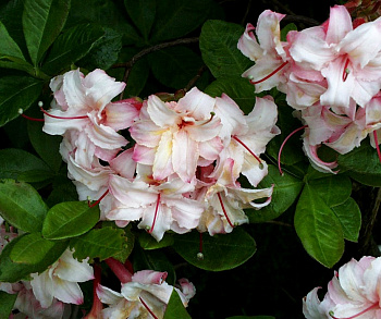 Азалия гибридная Арктик Флаш