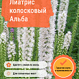 Лиатрис колосковый Альба Лиатрис колосковый Альба