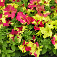 Петуния гибридная Софистика лайм биколор Петуния гибридная Софистика лайм биколор
