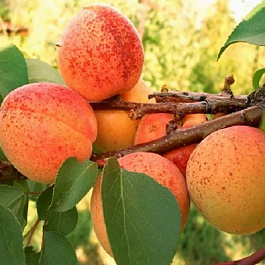 Абрикос обыкновенный Монастырский