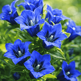 Горечавка бесстебельная Shine Blue