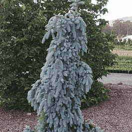 Ель колючая The Blues