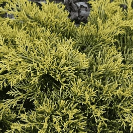 Можжевельник средний Golden Saucer