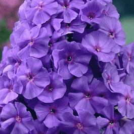 Флокс метельчатый Amethyst