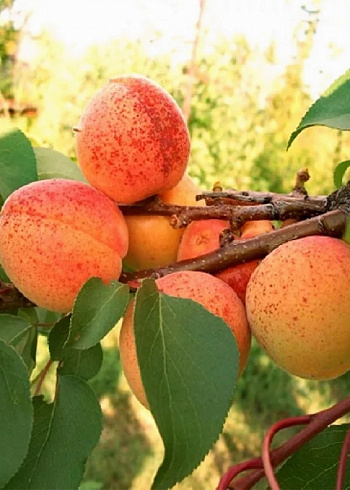 Абрикос обыкновенный Монастырский