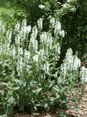 Шалфей дубравный Synchro White