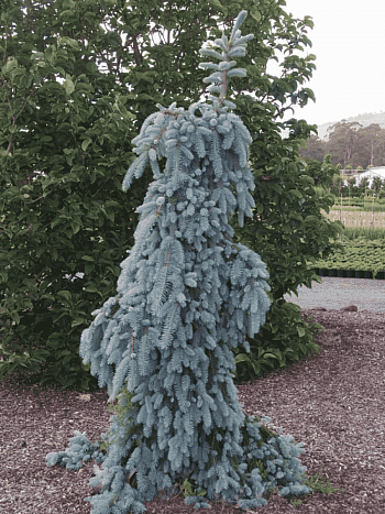 Ель колючая The Blues