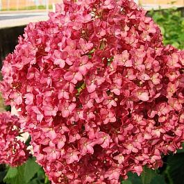 Гортензия древовидная Бела Анна