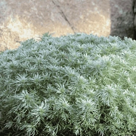 Полынь Шмидта Nana