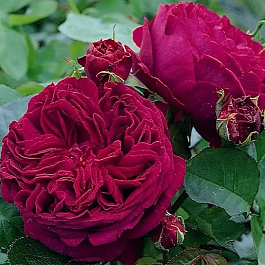 Роза английская парковая Фальстаф