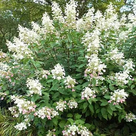 Гортензия метельчатая Big Ben