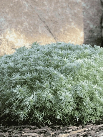 Полынь Шмидта Nana