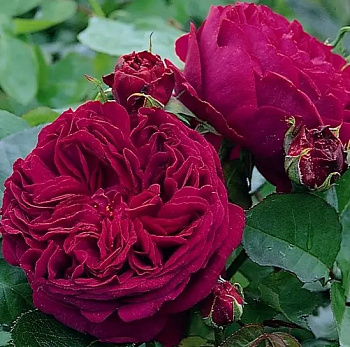 Роза английская парковая Фальстаф