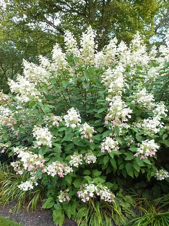 Гортензия метельчатая Big Ben