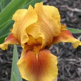 Ирис бородатый Апачи Варриор