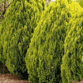 Туя восточная Aurea Nana