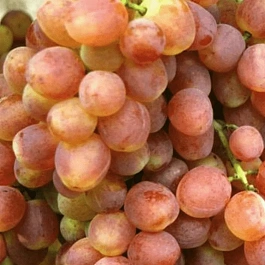Виноград культурный Кеша