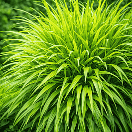 Хаконехлоа большая Nicolas