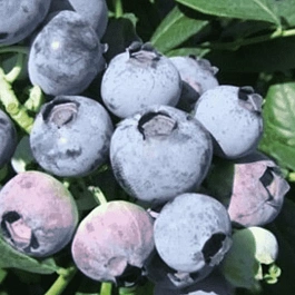 Голубика высокорослая Aurora