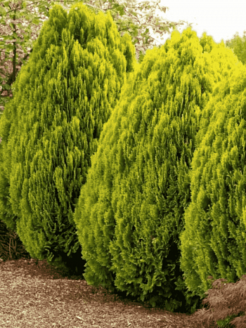 Туя восточная Aurea Nana