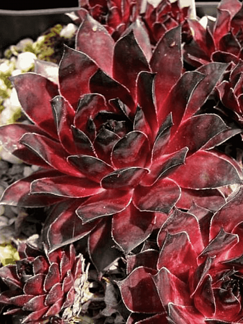 Молодило гибридное Dark  Beauty