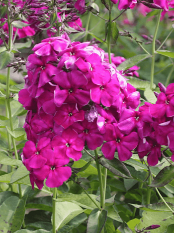 Флокс метельчатый Испанка