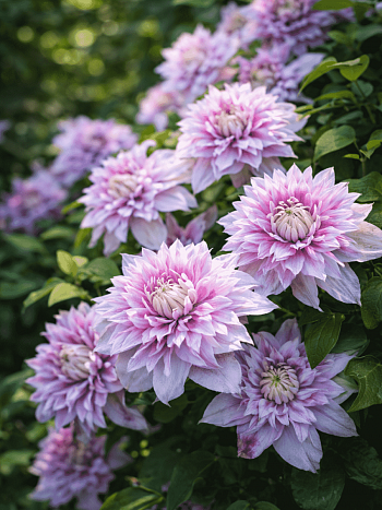 Клематис Josephine