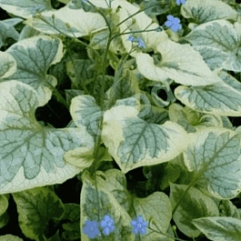 Бруннера крупнолистная Kings Ransom