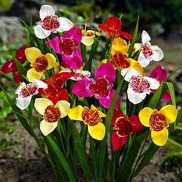 Тигридия павлинья Смесь окрасок