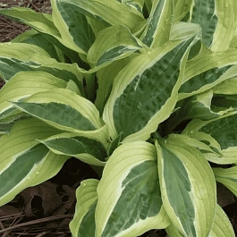 Хоста Hanky Panky