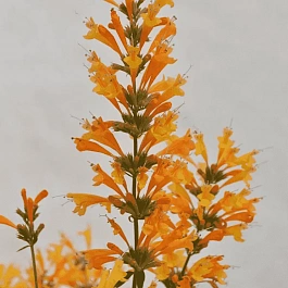 Агастахис оранжевый Gold Sunrise