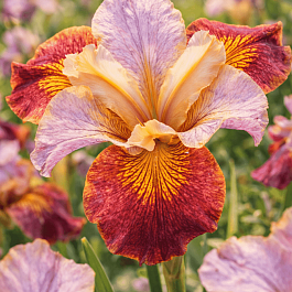 Ирис сибирский Paprikash