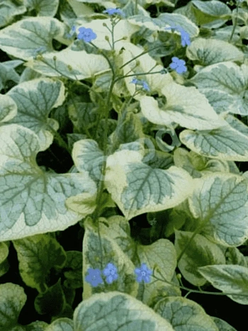 Бруннера крупнолистная Kings Ransom