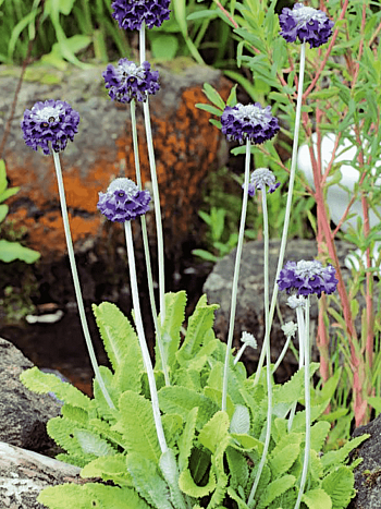 Примула головчатая Мура