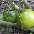 Томат Гостинец