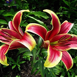 Лилия ОТ-гибрид Софи