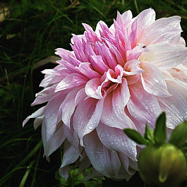 Георгина Декоративная Флэшбэк