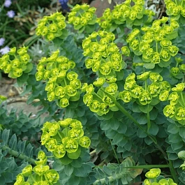 Молочай Миртолистный