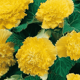 Бегония Fimbriata Yellow