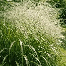 Просо прутьевидное Prairie Sky