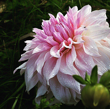 Георгина Декоративная Флэшбэк