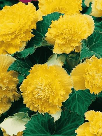 Бегония Fimbriata Yellow