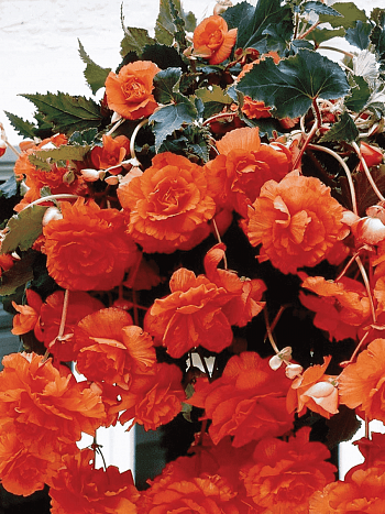 Бегония Pendula Orange