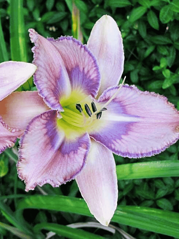 Лилейник Mildred Mitchell