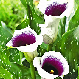 Калла Вермеер