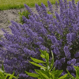 Котовник Фассена Junior Walker