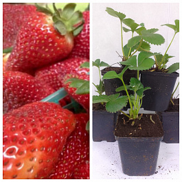 Земляника садовая Альбион НАБОР 5ШТ