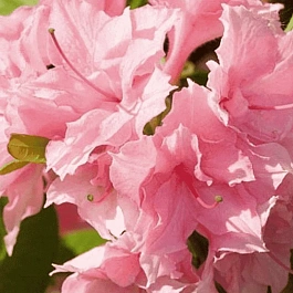 Азалия крупноцветковая Rosenkopfchen