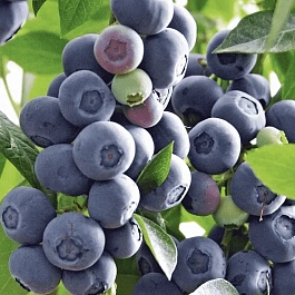 Голубика высокорослая Legacy